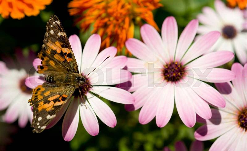 Painted Lady Insect Butterfly on Pink Daisy Garden Landscape, stock photo