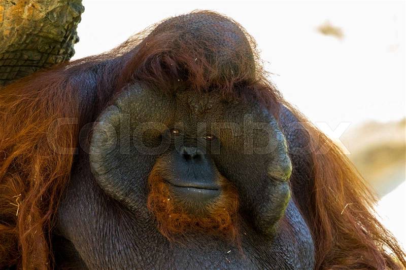 Image of a big male orangutan orange monkey. Wild Animals, stock photo
