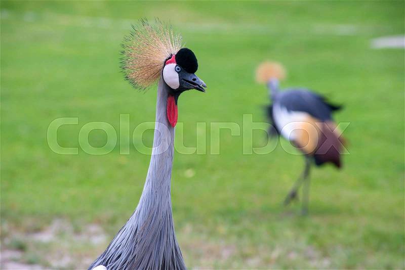 Crowned Crane birds with blue eye and red wattle in park, stock photo