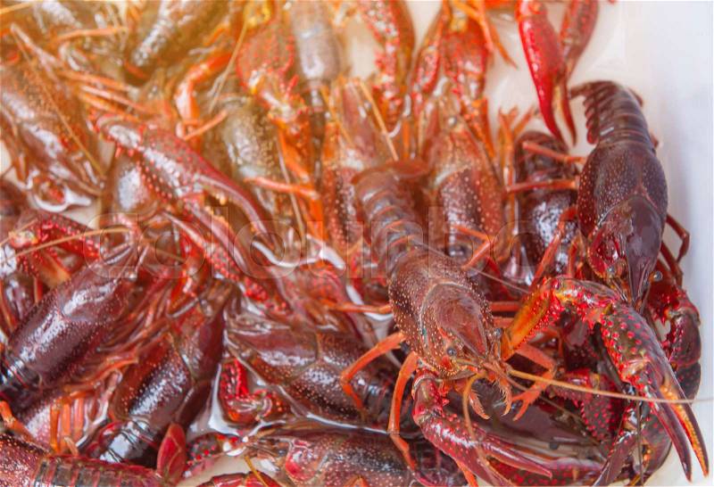 Brotherhood of crawfish or red Lobster Claws in market.\, stock photo