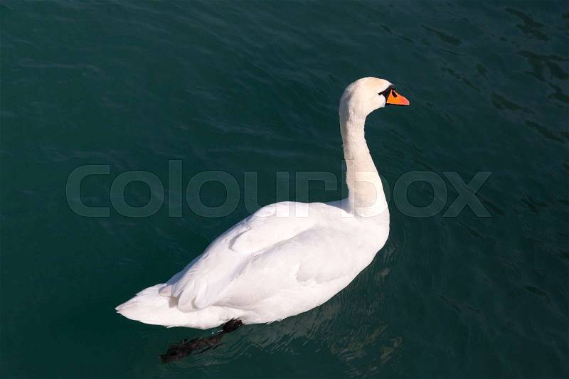 White Swan swimming in a lake, stock photo