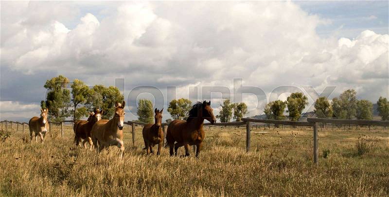 Wild Animal Horses Stampede Running Along Fence Senses Aware, stock photo