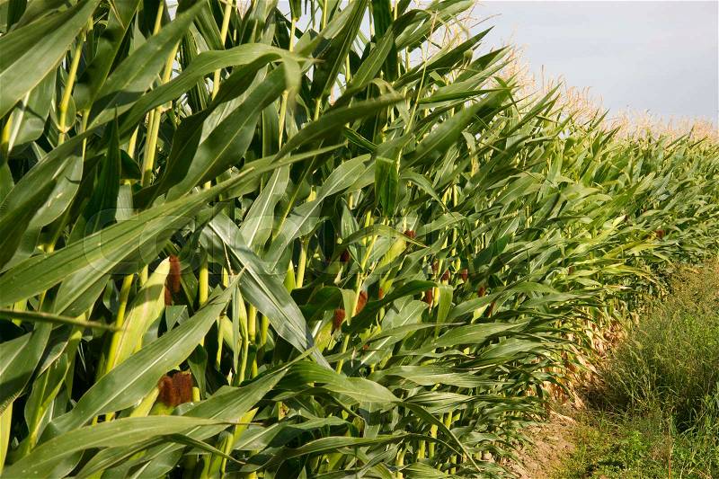 Farmers Corn Field Crop Under Blue Sky Produce Food Commodity, stock photo