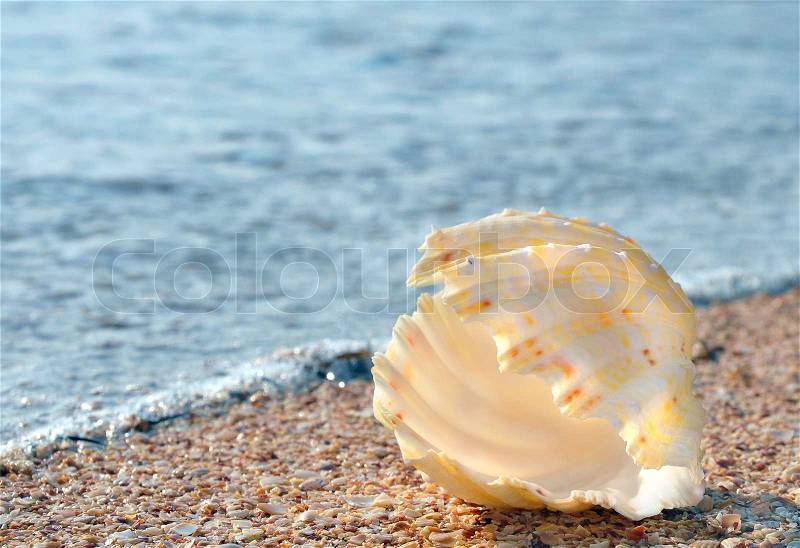 Pearl shell on the beach with water line, stock photo