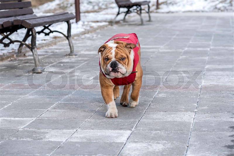 English bulldog walking in the park,selective focus , stock photo