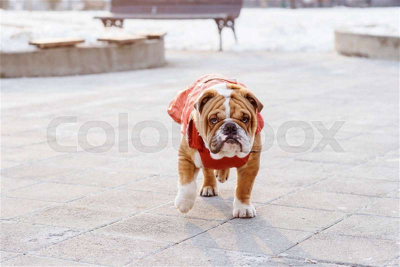 English bulldog pup walking in outdoor,selective focus, stock photo