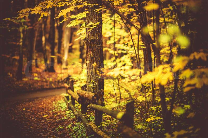 Fall Foliage Forest Trail. Golden Autumn Forest Trail, stock photo