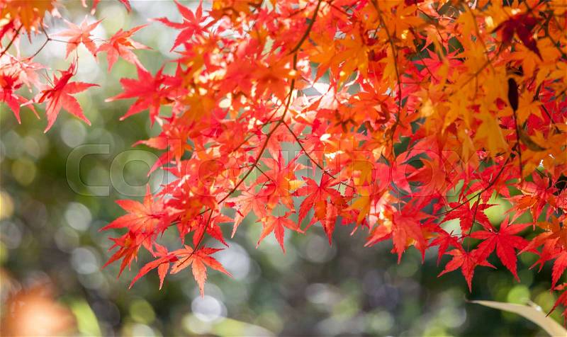 Beautiful autumn red maple tree can be as background, stock photo