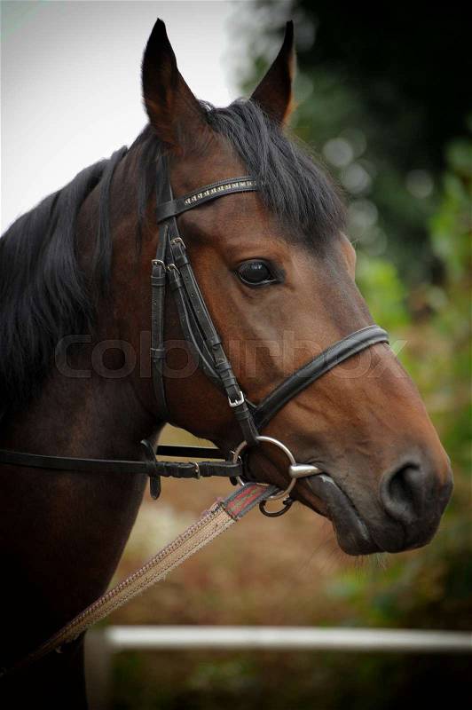 Horse head portrait in harness close up , stock photo