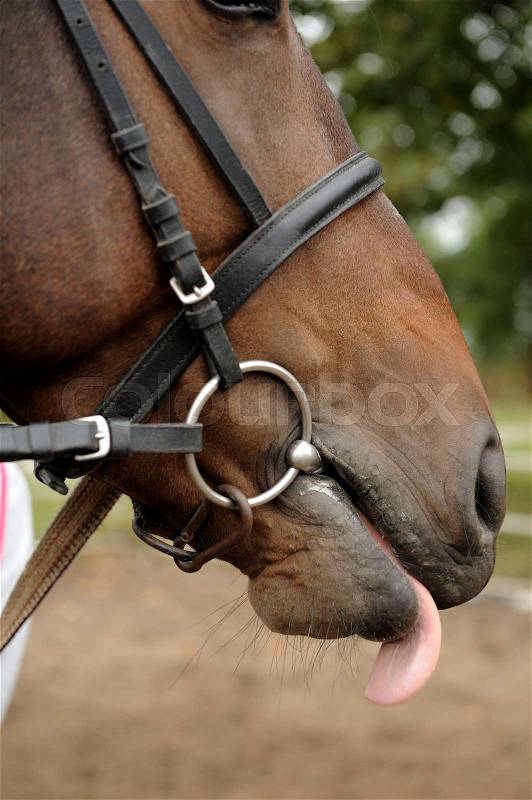 Horse head portrait in harness close up , stock photo