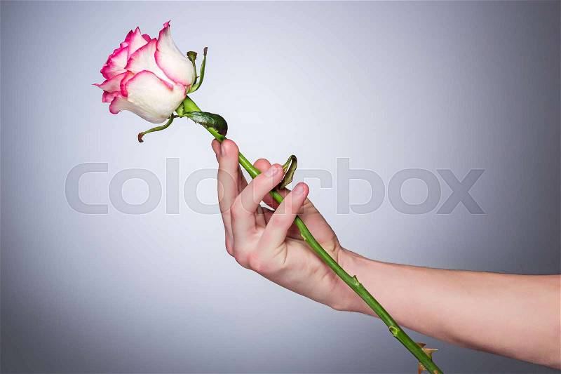 The rose flower in male hand men on a gray background, stock photo