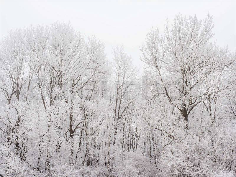 Landscape with trees and rime in cold weather in winter. typical winter image as a background, stock photo