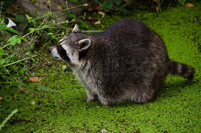 Racoon, Procyon lotor, sitting in a water pit and looking for food, stock photo