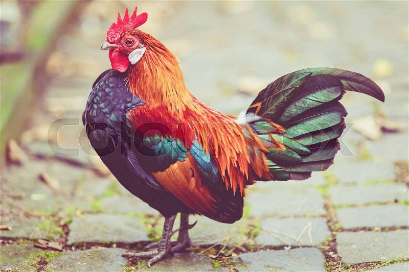 Rooster. Cock in Vintage style, stock photo