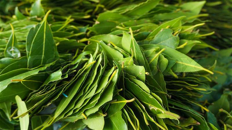 Green laurel leaves. Fresh leaves of laurel, stock photo