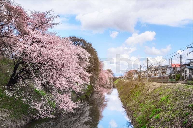 Cherry blossom tree and trains in Japan with light for background, stock photo