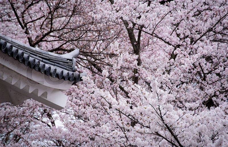 Cherry blossom tree, stock photo