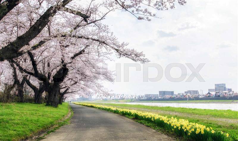 Path way of cherry blossoms and Daffodil flowers in Kitakami,Japan, stock photo
