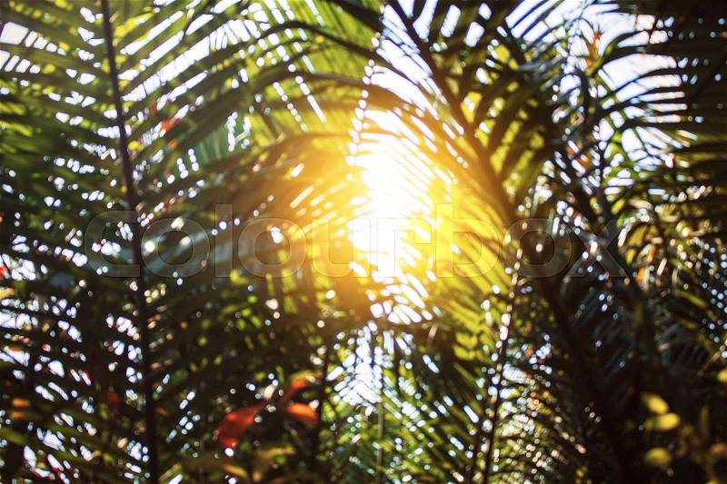 Coconut leaves on sky with the sun shining down on the day, stock photo