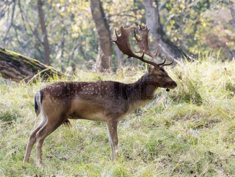 Male fallow deer with big antlers in dutch amsterdam waterleiding duingebied, stock photo