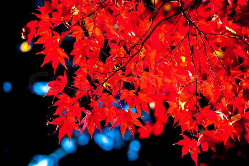 Red japanese maple autumn fall , momiji tree, stock photo