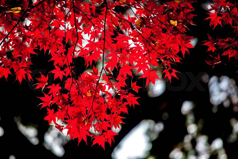 Red japanese maple autumn fall , momiji tree in kyoto japan, stock photo