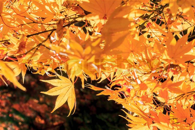 Autumn colored leaves, maple in oirase,Japan, stock photo
