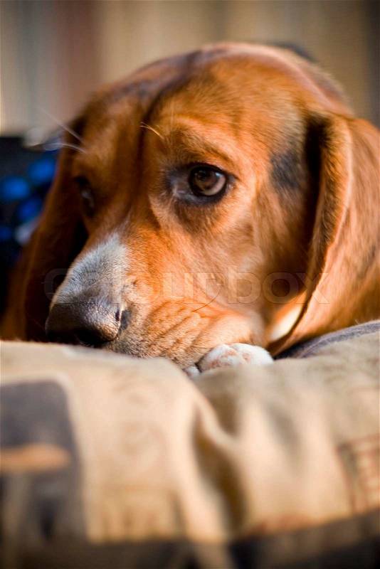 A sleepy beagle pup resting on its bed, stock photo