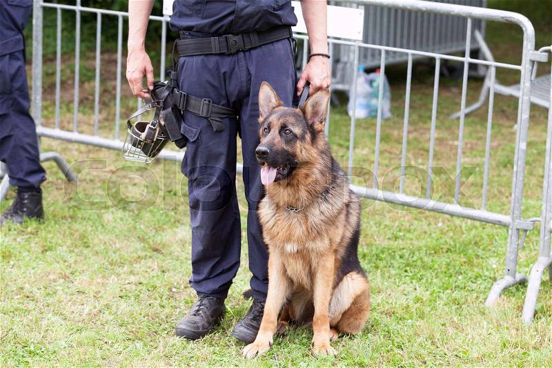 Police dog. Policeman with a german shepherd on duty, stock photo