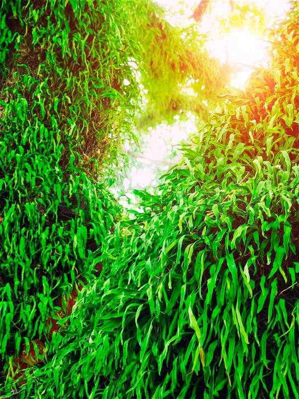Green ferns on big tree with sun light in jungle. Abstract nature background, stock photo