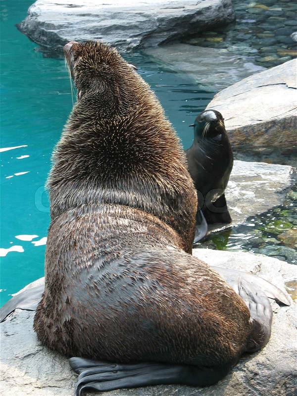 A cute seal and a large sea lion hanging out together, stock photo