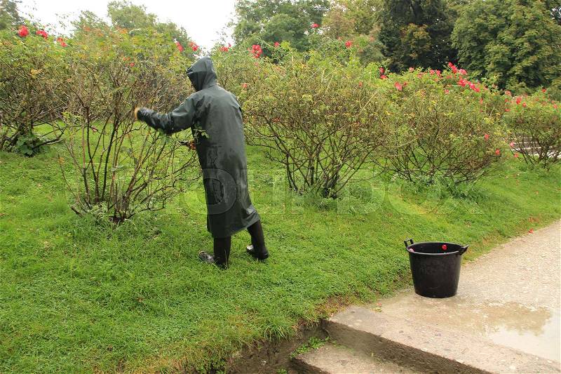 The gardener in raincoat is cutting the rose bushes in the garden in the park in the city in the wet and rainy summer, stock photo