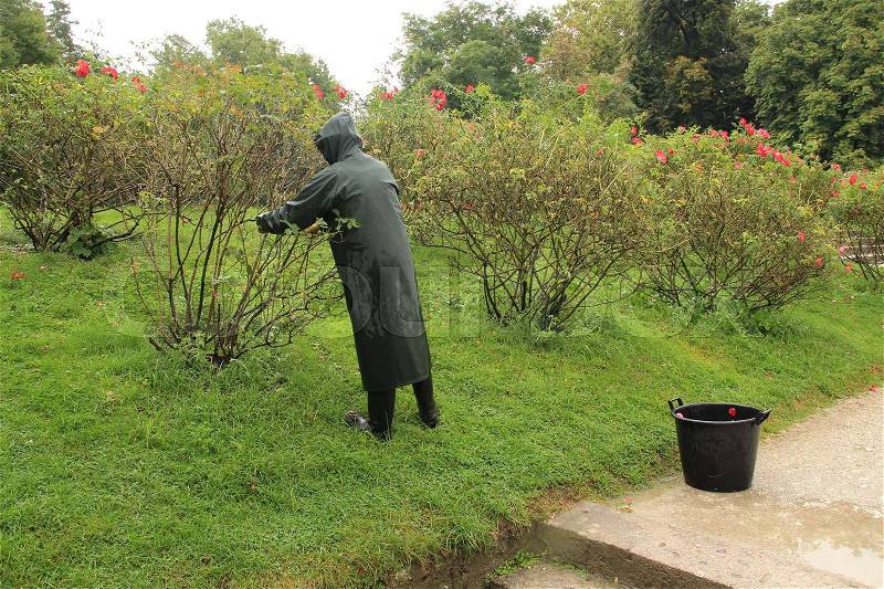 The gardener in raincoat is cutting the rose bushes in the garden in the park in the city in the wet and rainy summer, stock photo