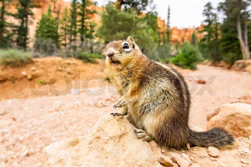 Ground squirell on sandy soil background. Rodent theme, stock photo