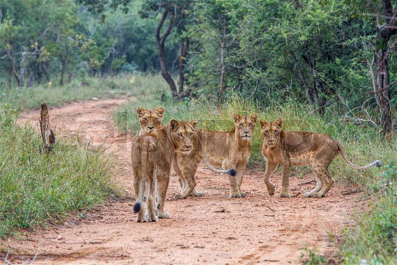 Four young Lions starring at the camera.animal, cat, wild, lion, wildlife, nature, feline, carnivore, african, dangerous, leo, big, safari, king, hunter, danger, africa, predator, roar, majestic, pride, power, mammal, leader, fur, large, wilderness, roari