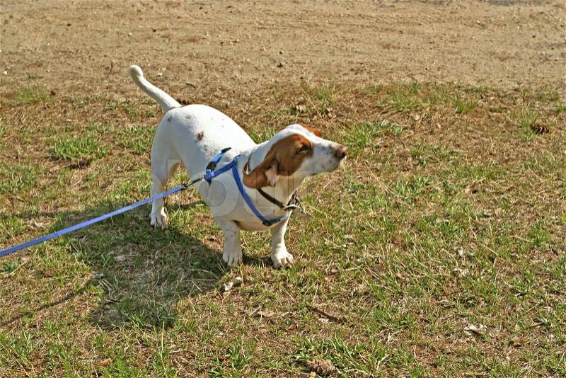 A rare white and brown purebred dachshund puppy, stock photo