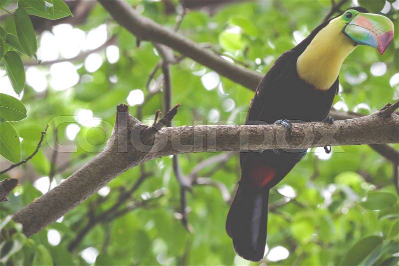 Toucan in rain forest with tree and foliage, early in the morning after rain, stock photo
