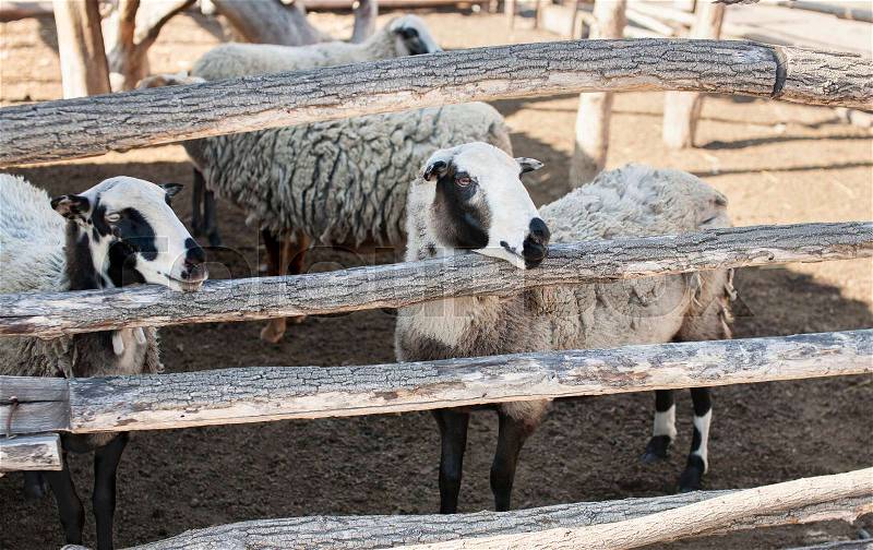 Flock of sheep of different suits in a pen for livestock, preparing to go out to pasture. Breeding animals on the farm, stock photo