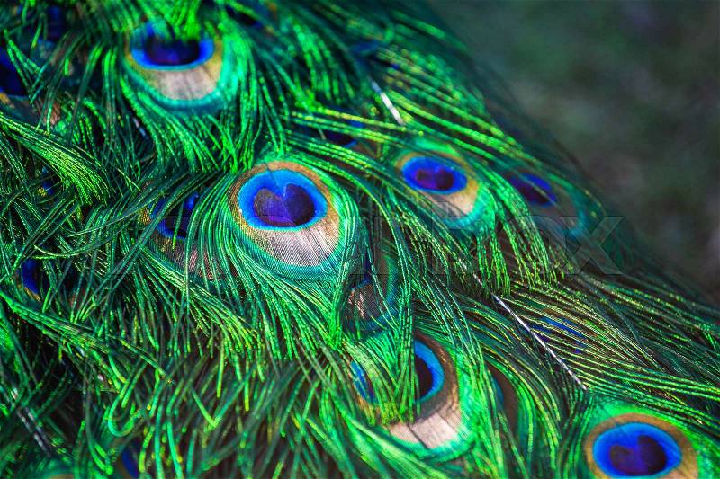 Adult male peacock\'s tail. Feather close-up. Breeding birds on farms, stock photo