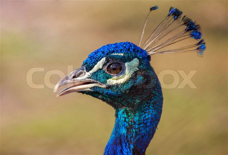 Beautiful, blue color peacock walks on the farm for animals. Head close-up. Breeding birds on farms, stock photo