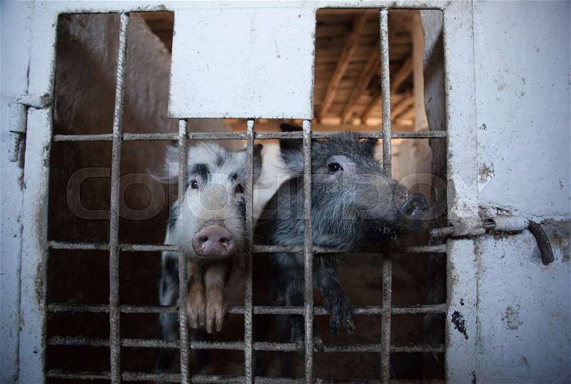 Two young, amusing piglet peeking from behind the bars of the enclosure. Animal breeding on a pig farm, stock photo