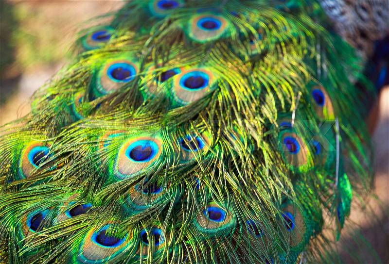 Adult male peacock\'s tail. Feather close-up. Breeding birds on farms, stock photo