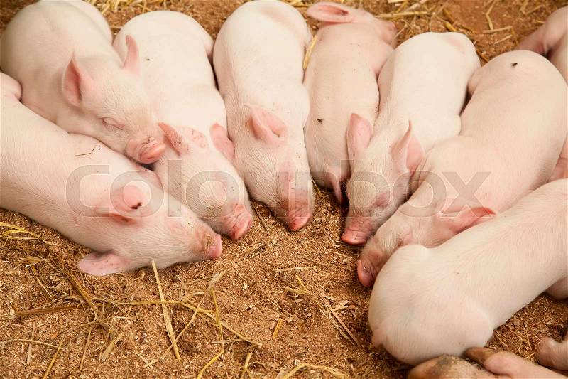 Young pigs sleeping in the barn, stock photo