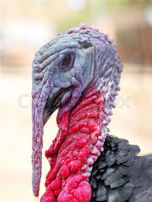 Close-up portrait of wild turkey, stock photo