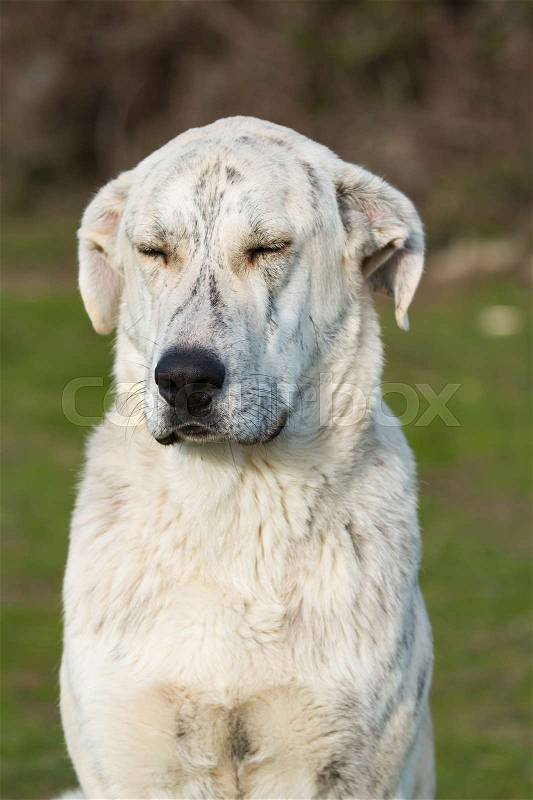 Big white labrador dog in the grass of the field, stock photo