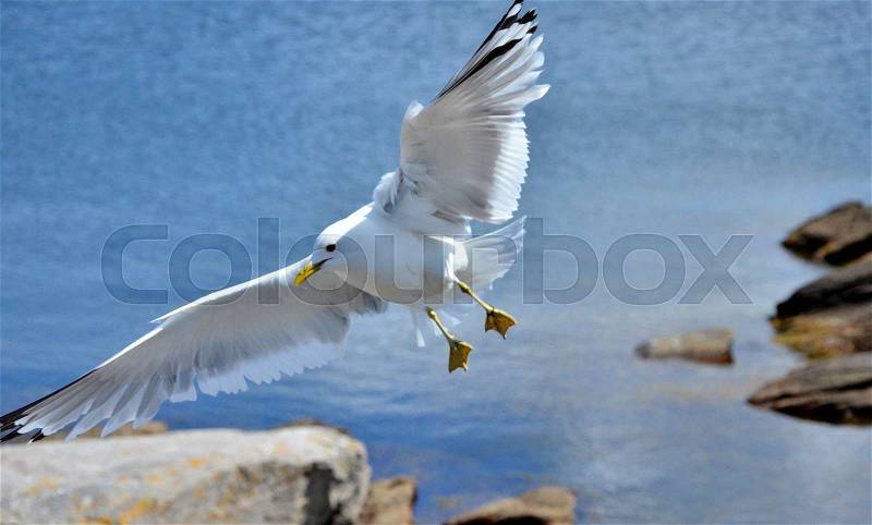 Incoming Seagull with a white sun struck belly and wide wings over the Baltic Sea (close-up), stock photo