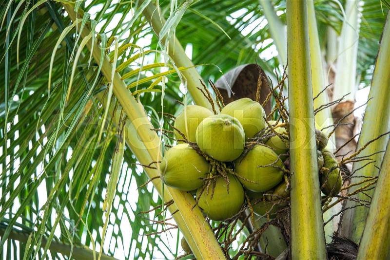 Young coconut on the tree, stock photo
