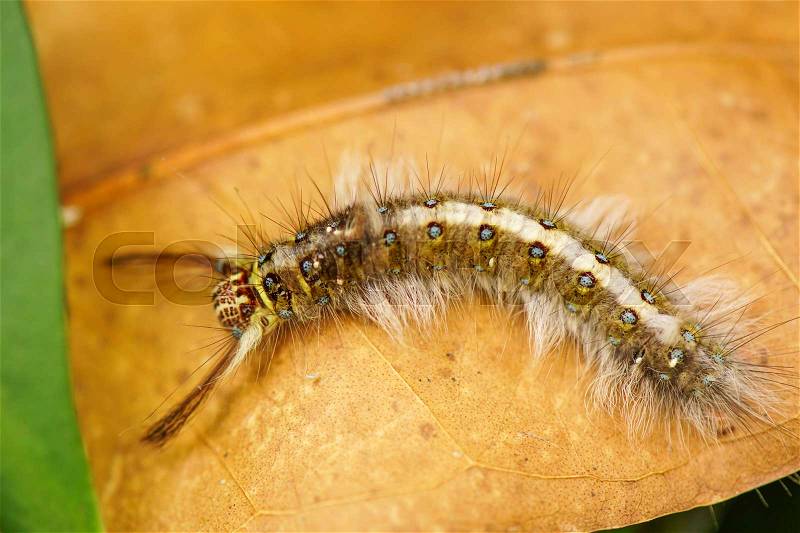 Hairy caterpillar on the dry leaf, stock photo
