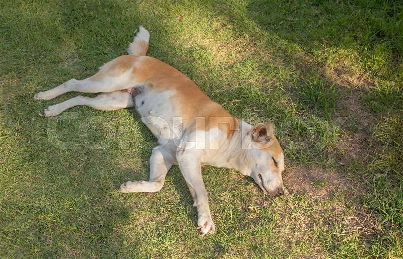 Dog sleep on the lawn, stock photo