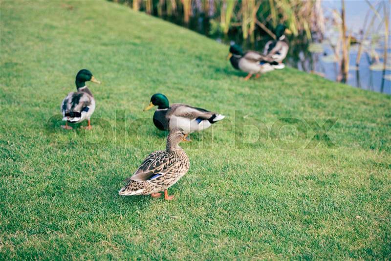 Close-up view of domestic ducks walking on a green grass, stock photo